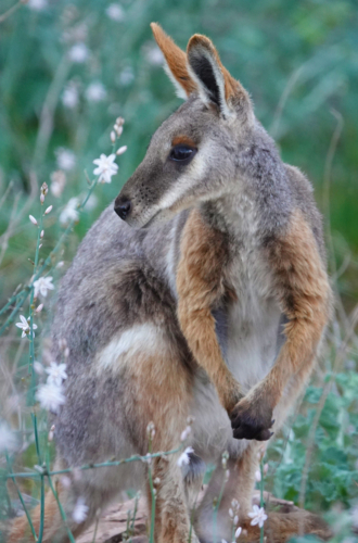 Yellow-footed Rock Wallaby - Australian Stock Image