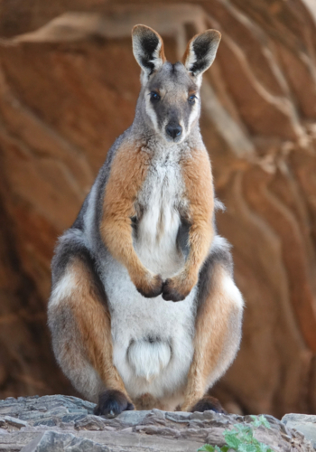 Yellow-footed Rock Wallaby - Australian Stock Image