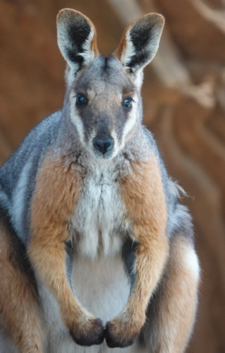 Yellow-footed Rock Wallaby - Australian Stock Image