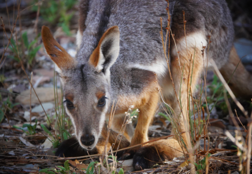 Yellow-footed Rock Wallaby - Australian Stock Image