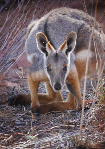 Yellow-footed Rock Wallaby - Australian Stock Image