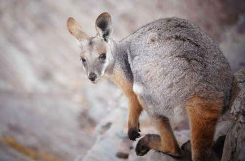 Yellow-footed Rock Wallaby in the Flinders Ranges - Australian Stock Image