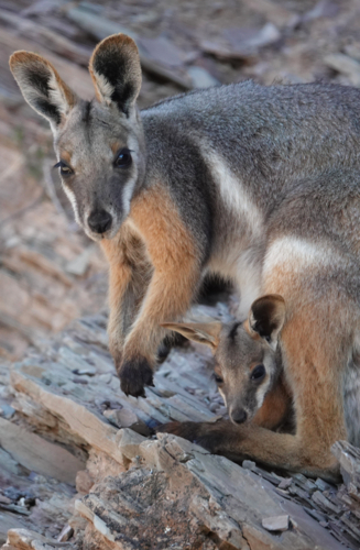 Yellow-footed Rock Wallaby in the Flinders Ranges - Australian Stock Image