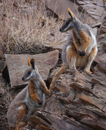 Yellow-footed Rock Wallaby in the Flinders Ranges - Australian Stock Image