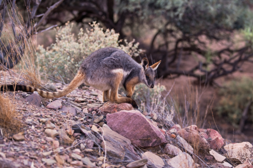 Yellow-Footed Rock Wallaby sitting on a rock, Flinders Ranges, South Australia - Australian Stock Image