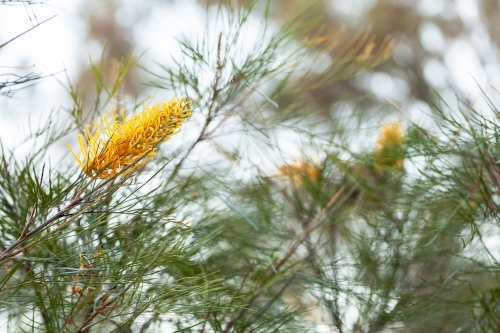 Yellow grevillea flower