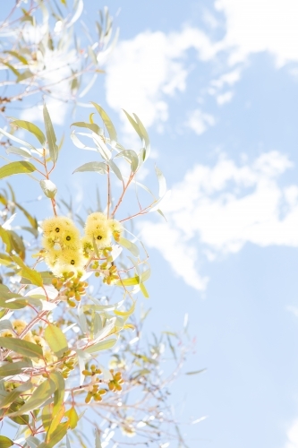 Yellow gum blossom flower with leaves and branches against a pastel blue sky - Australian Stock Image