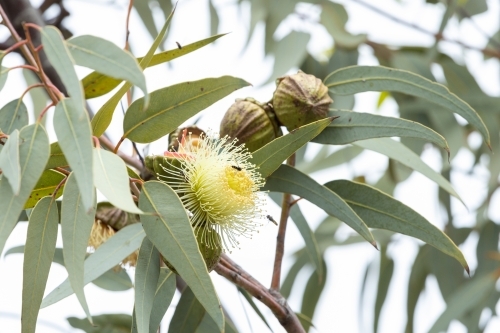yellow gum flower among leaves - Australian Stock Image