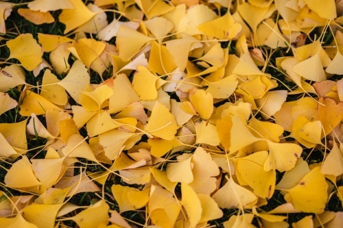 Yellow leaves from a Gingko tree scattered on the ground. - Australian Stock Image