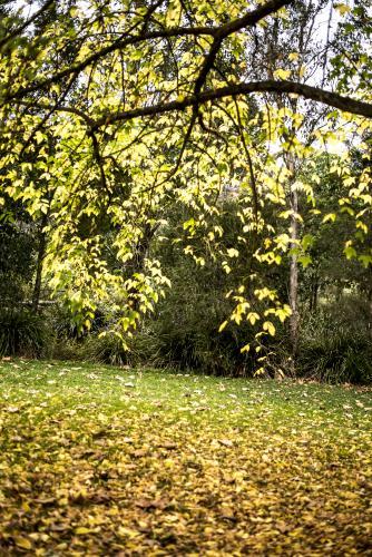 Yellow leaves hanging over lawn covered in autumn leaves - Australian Stock Image
