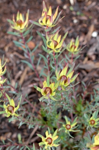 Yellow leucadendron flower - Australian Stock Image