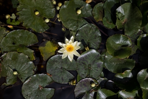 Yellow Lilly In A Pond - Australian Stock Image