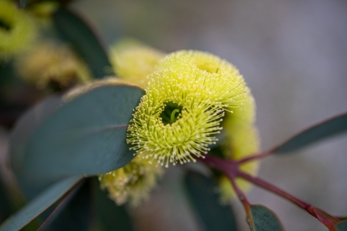 yellow mallee flower - Australian Stock Image