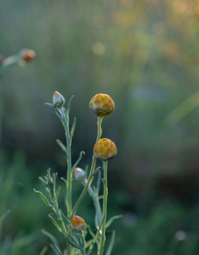 Yellow paper daisies in a country field - Australian Stock Image