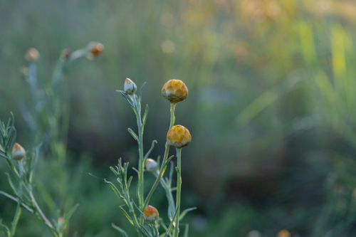 Yellow paper daisies in a country field - Australian Stock Image
