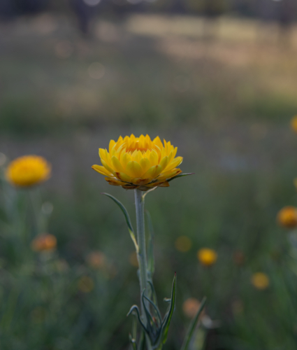 Yellow paper daisies in a country field - Australian Stock Image