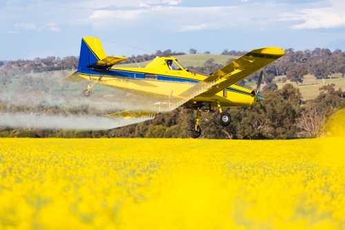 yellow plane used for crop dusting applying fungicide to a canola crop