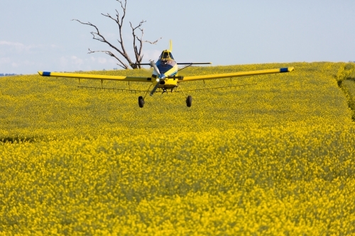 yellow plane used for crop dusting applying fungicide to a canola crop