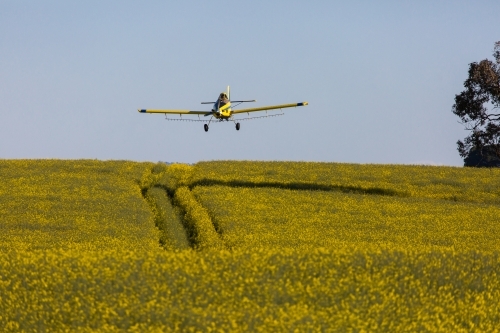 yellow plane used for crop dusting (spraying pesticides on) paddocks or fighting bush fires