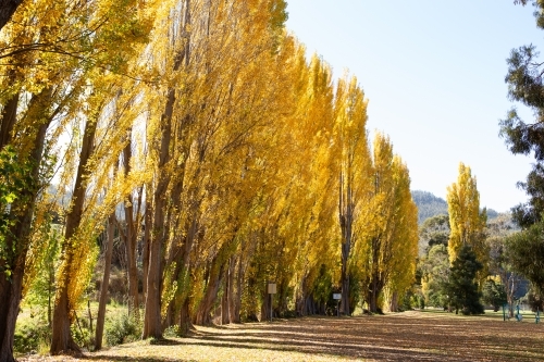 Yellow Poplar trees in Autumn in Tasmania - Australian Stock Image