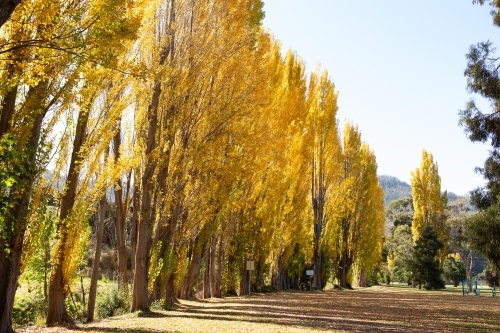 Yellow Poplar trees in Autumn in Tasmania