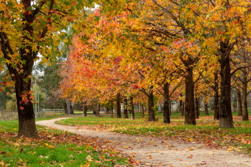 Yellow, red autumn leaves on path winding through lines of trees - Australian Stock Image