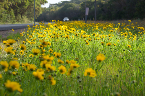 yellow roadside flowers and car with headlights on in distant countryside - Australian Stock Image