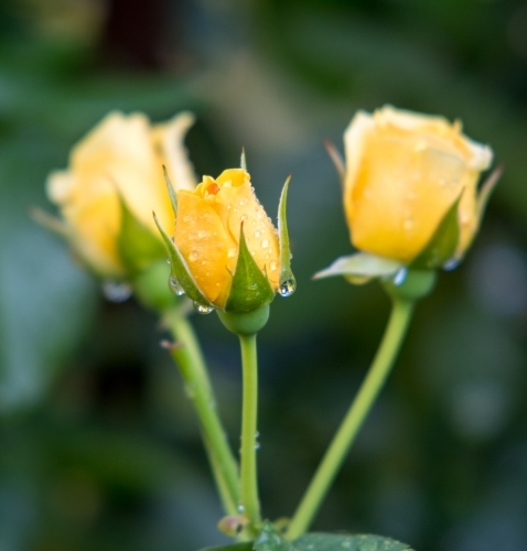 Yellow roses with water droplets in the garden