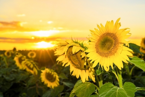 Yellow sunflower field at sunset - Australian Stock Image