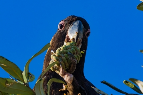 Yellow-tailed Black cockatoo - Australian Stock Image