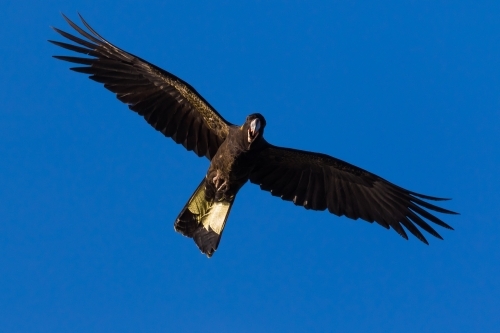 Yellow-tailed Black cockatoo - Australian Stock Image