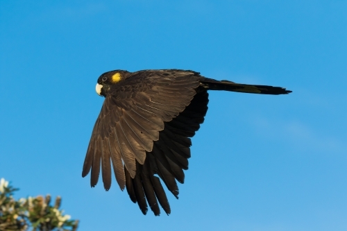 Yellow-tailed Black cockatoo - Australian Stock Image