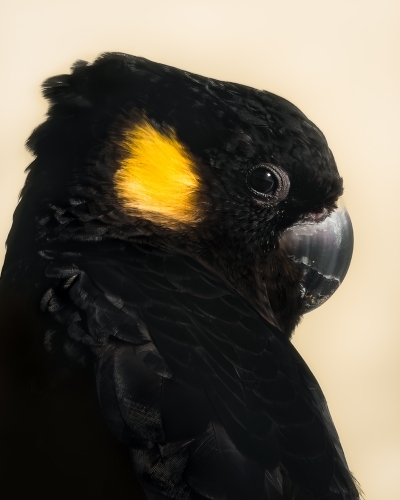 Yellow Tailed Black Cockatoo Close Up