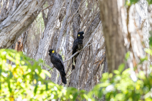 Yellow Tailed Black Cockatoos - Australian Stock Image