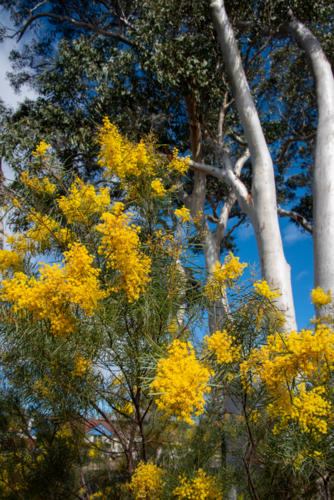 Yellow wattle flowers with blue sky and white eucalyptus trunks behind - Australian Stock Image