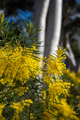 Yellow wattle flowers with white trunk eucalyptus in the background - Australian Stock Image