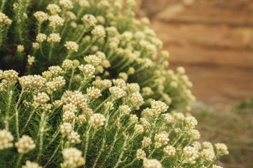 Yellow wild flowers on native bushes on the coast - Australian Stock Image