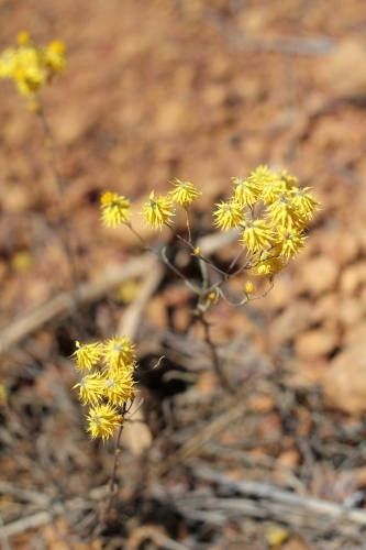 Yellow wildflower in dirt - Australian Stock Image