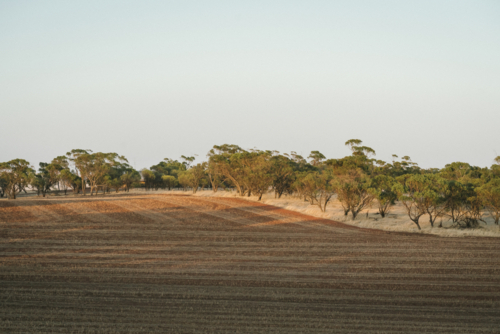 York gum trees on sunrise in the Avon Valley of Western Australia - Australian Stock Image