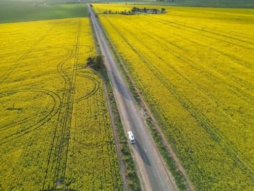 Yorke Peninsula canola paddocks and road from drone - Australian Stock Image
