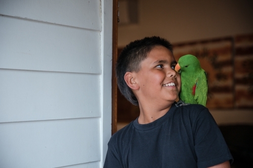 Young Aboriginal boy with pet eclectus parrot - Australian Stock Image