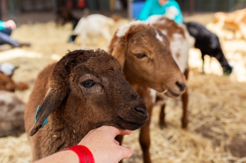 Young animals at petting zoo at agricultural show