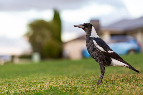 young Australian magpie bird standing on front lawn grass od suburban home - Australian Stock Image