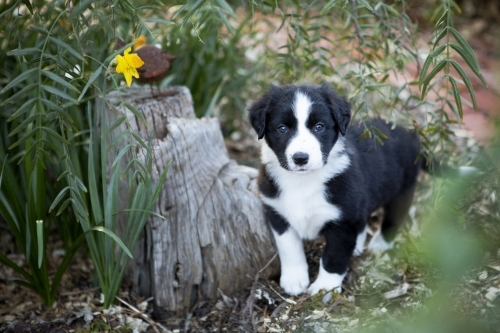 young border collie pup with blue eyes standing in suburban garden looking at camera
