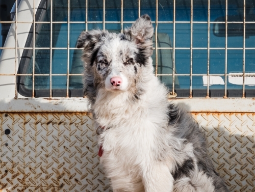 Young border collie with the wind in her hair. - Australian Stock Image