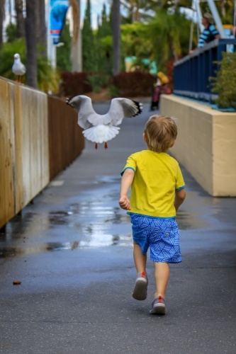 Young boy chasing seagull as it flies away - Australian Stock Image