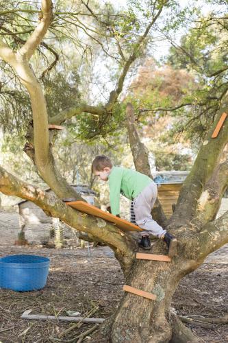 Young boy climbing up a tree in his backyard - Australian Stock Image