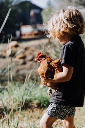 Young boy holding chicken - Australian Stock Image