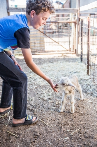 Young boy laughing at newborn hungry lamb sucking on finger on farm in drought - Australian Stock Image