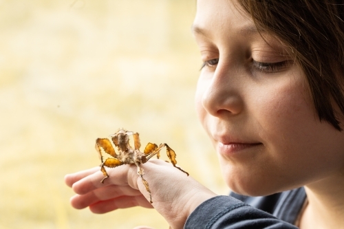 Young boy looking at Spiny Leaf Insect on the back of her hand